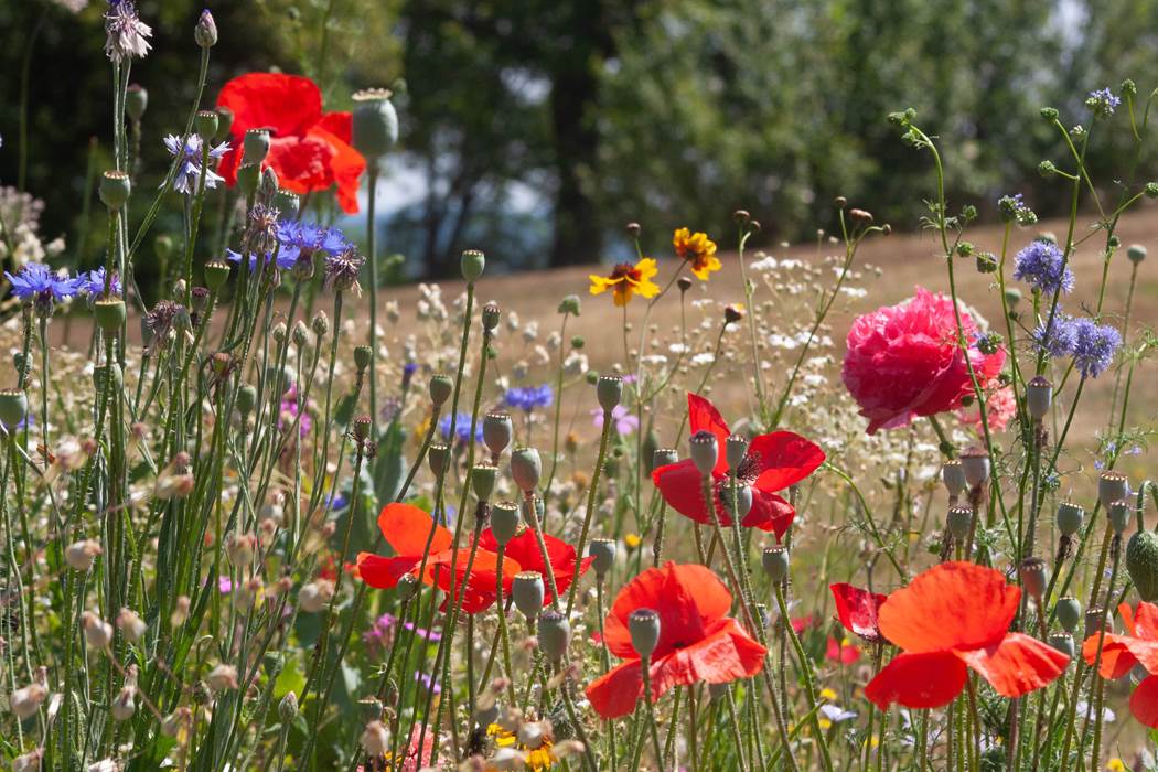 Jardin-little-img-gallery