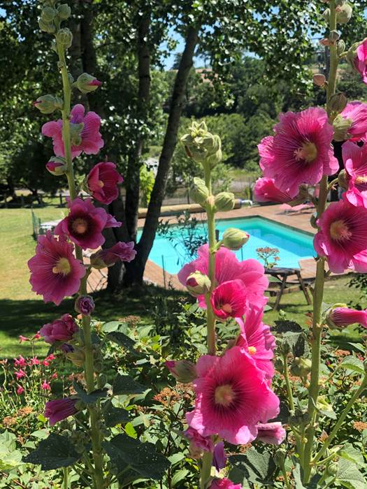 Les roses trémières-little-img-gallery