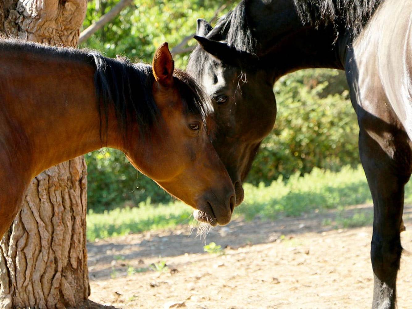 portfolio-chevaux-05-little-img-gallery