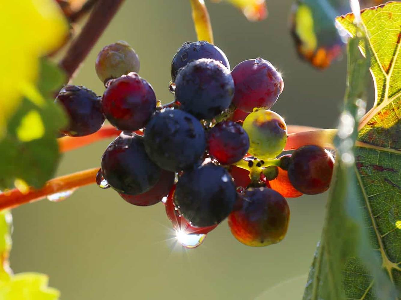 portfolio-raisins-murs-little-img-gallery