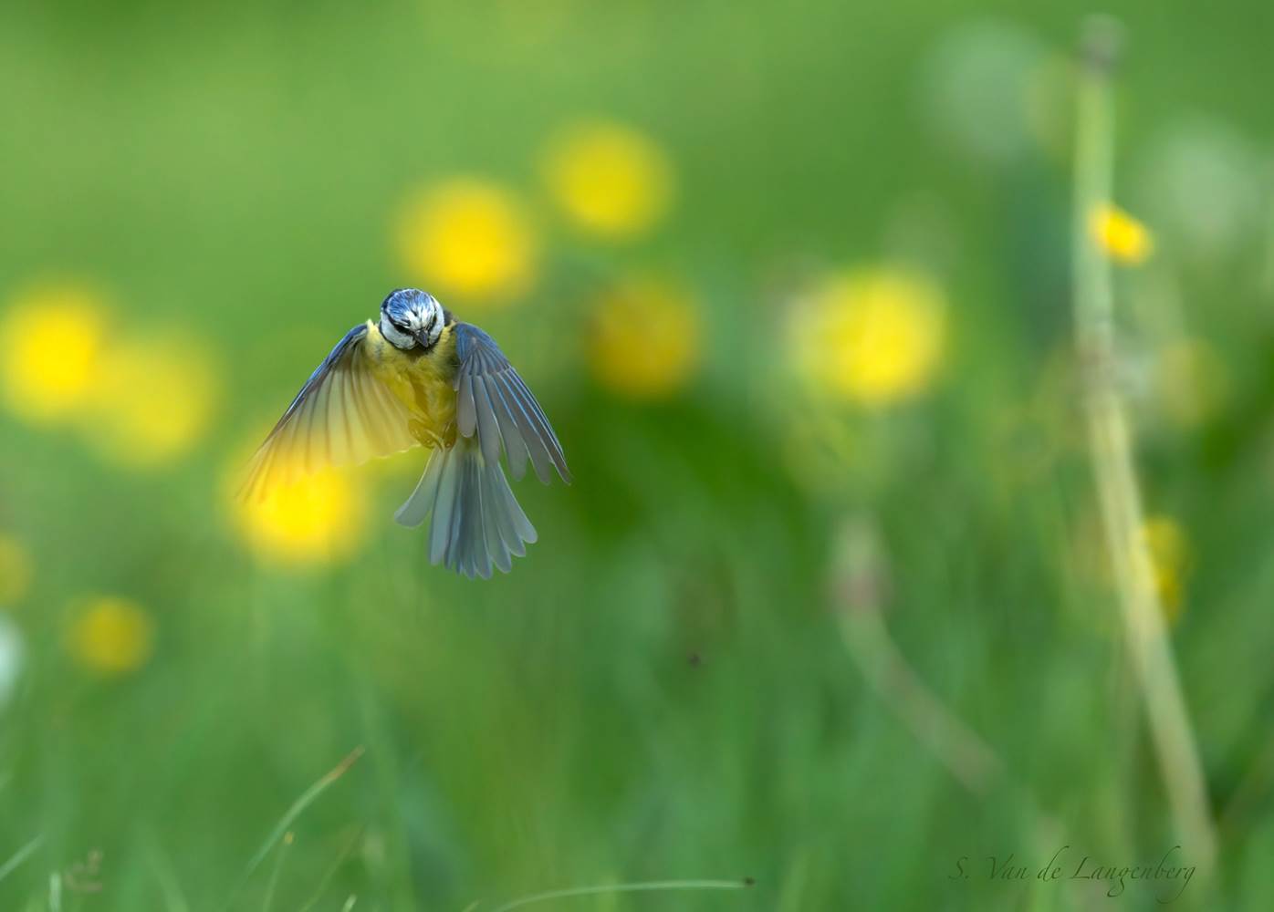 Pimpelmees-little-img-gallery