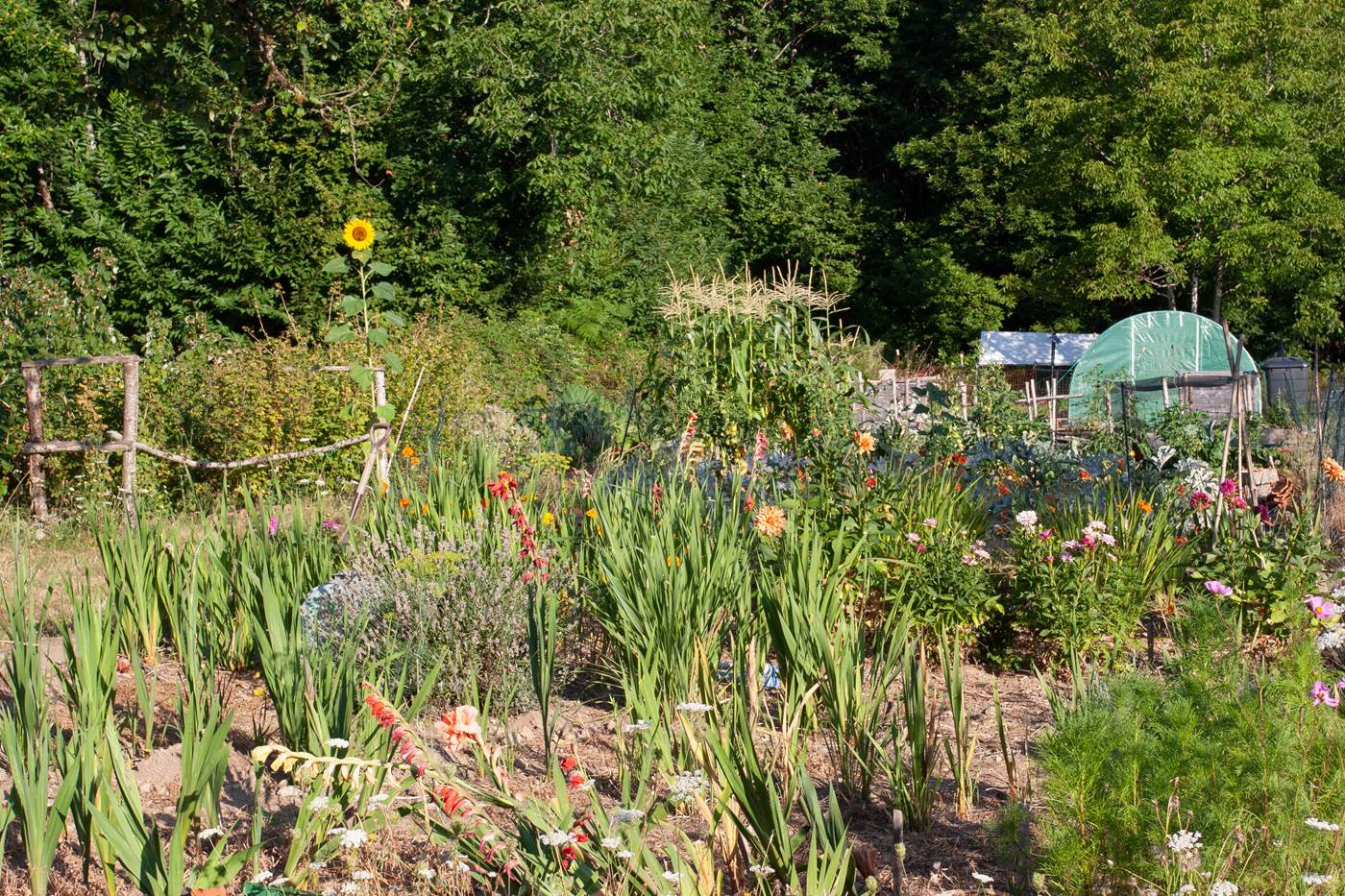 Potager-little-img-gallery