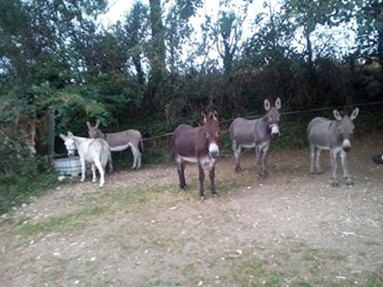 Les ânes au pré d'été-little-img-gallery