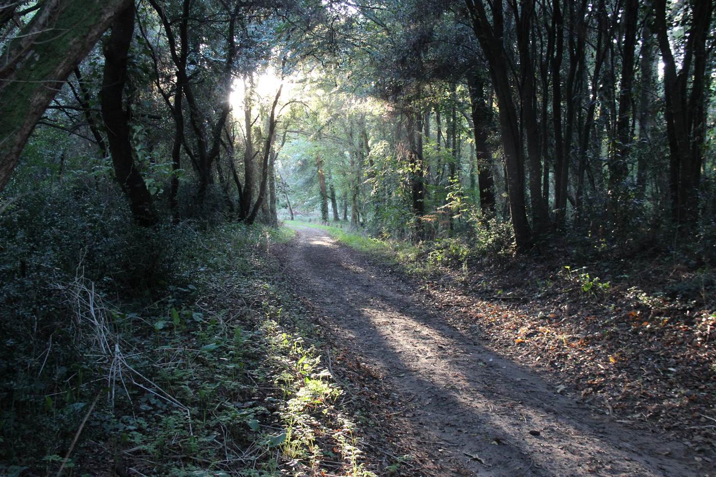 Forêt de Suzac à St Georges-little-img-gallery
