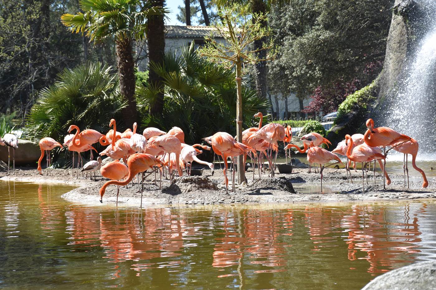 Zoo de la Palmyre-little-img-gallery