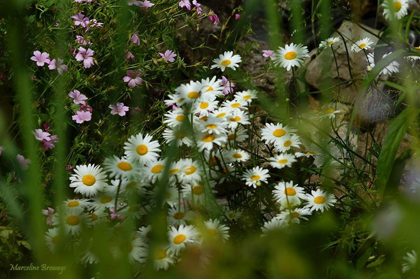 la beauté des fleurs-little-img-gallery