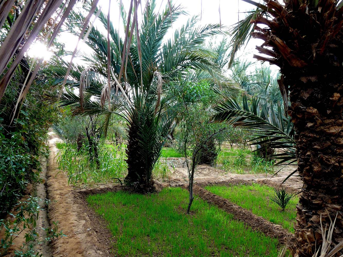 La palmeraie de Hassilabied-little-img-gallery