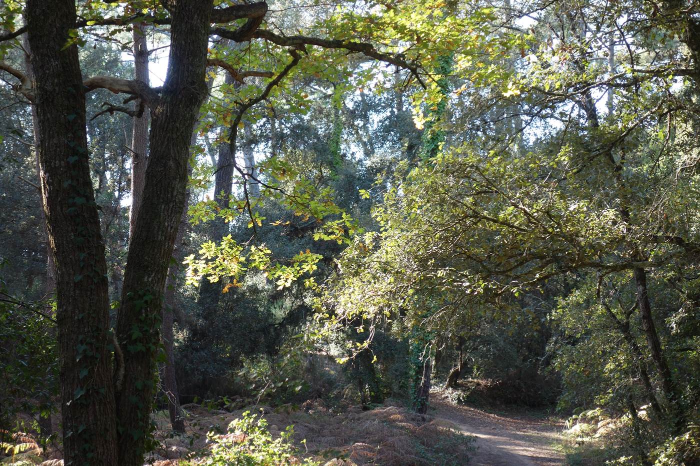 Forêt de Suzac à St Georges-little-img-gallery