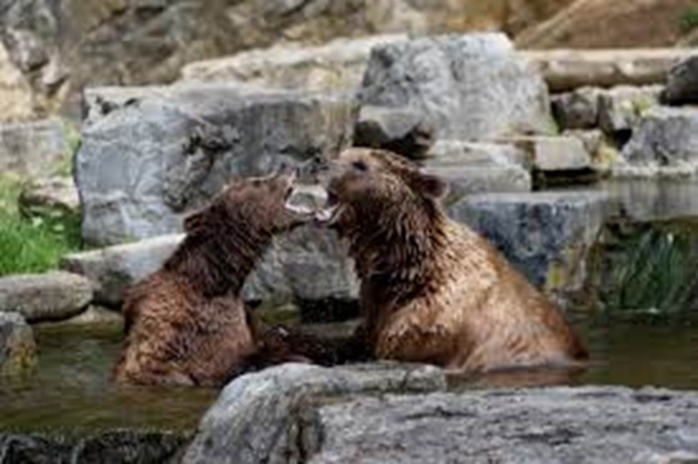Parc animalier de Han-sur-Lesse-little-img-gallery