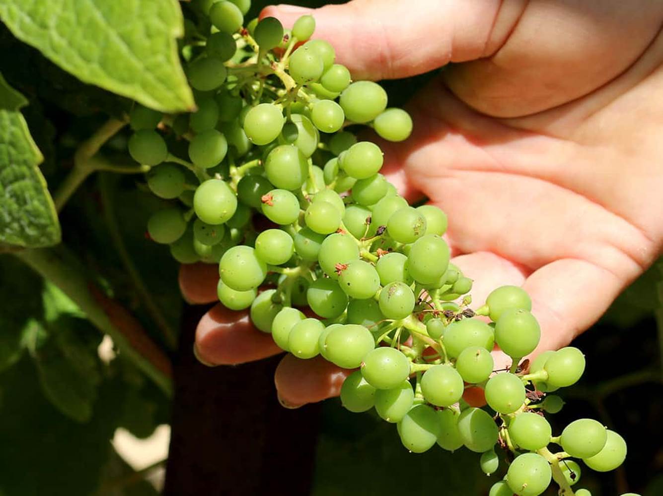portfolio-raisins-verts-little-img-gallery