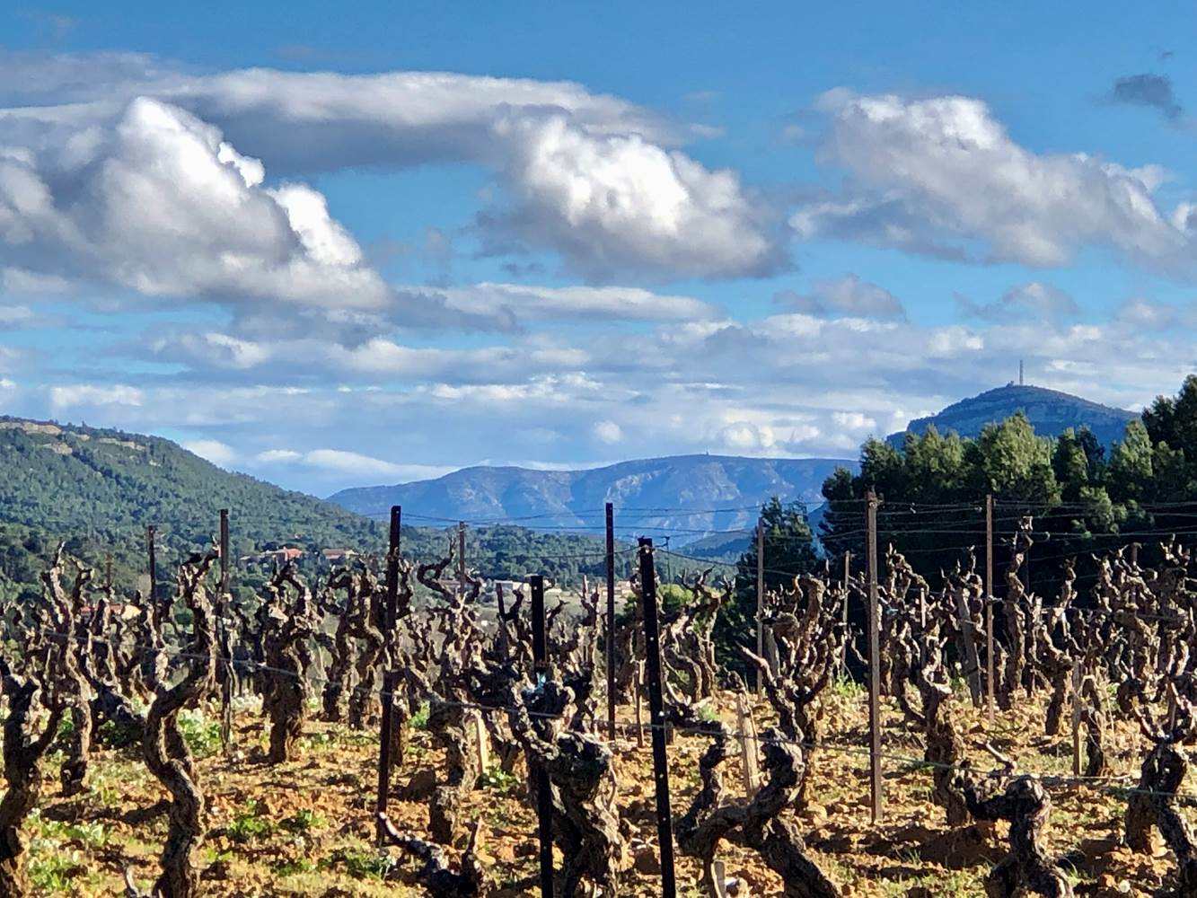 le vignoble en hiver-little-img-gallery