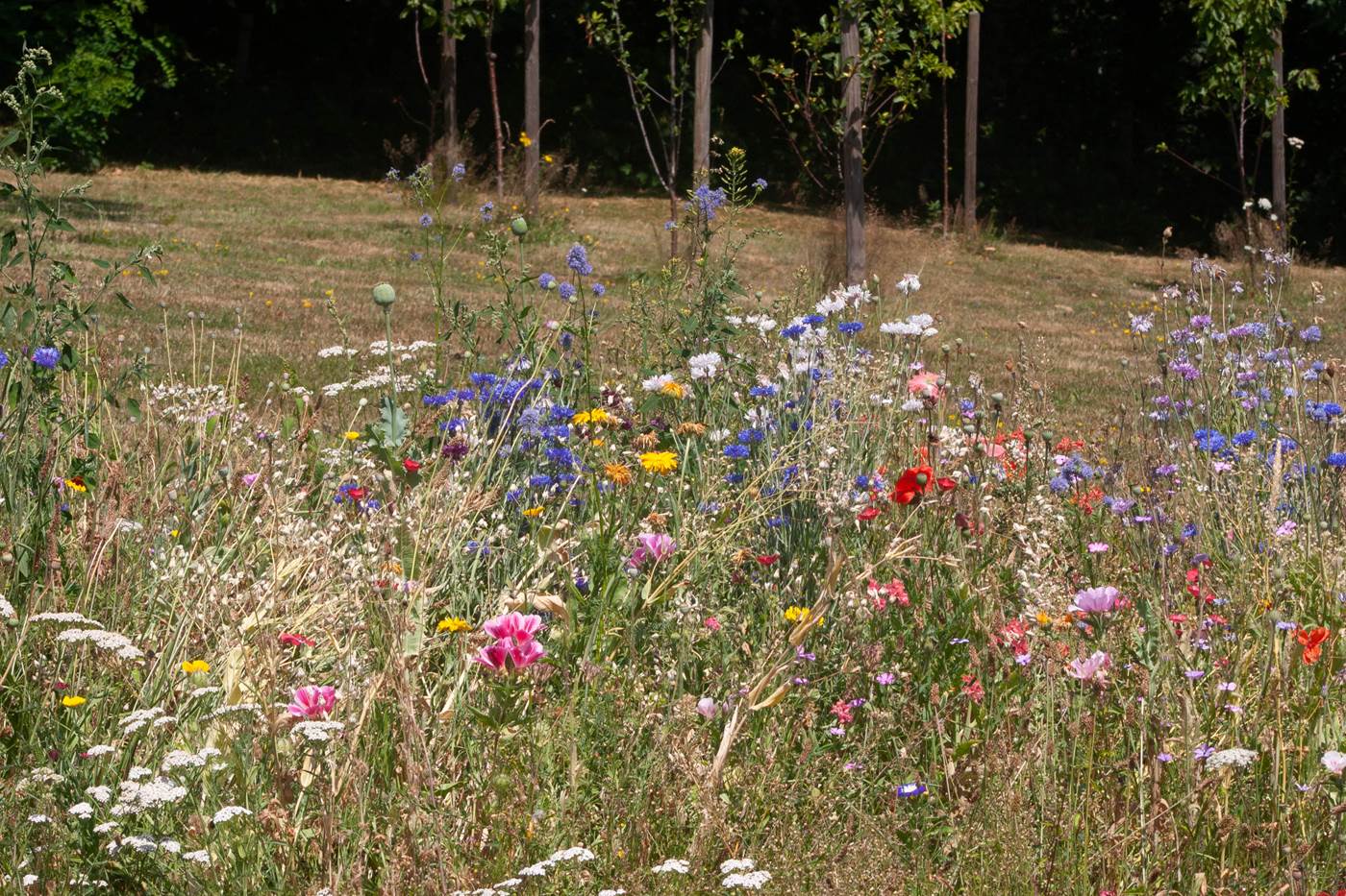 Jardin-little-img-gallery