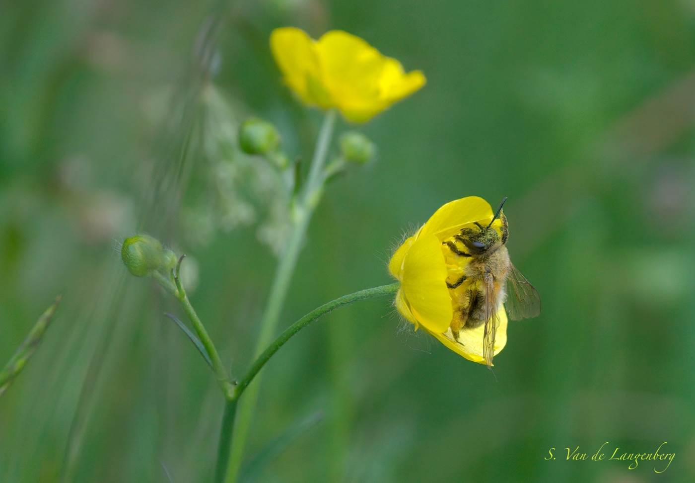 Honingbij in een boterbloem-little-img-gallery