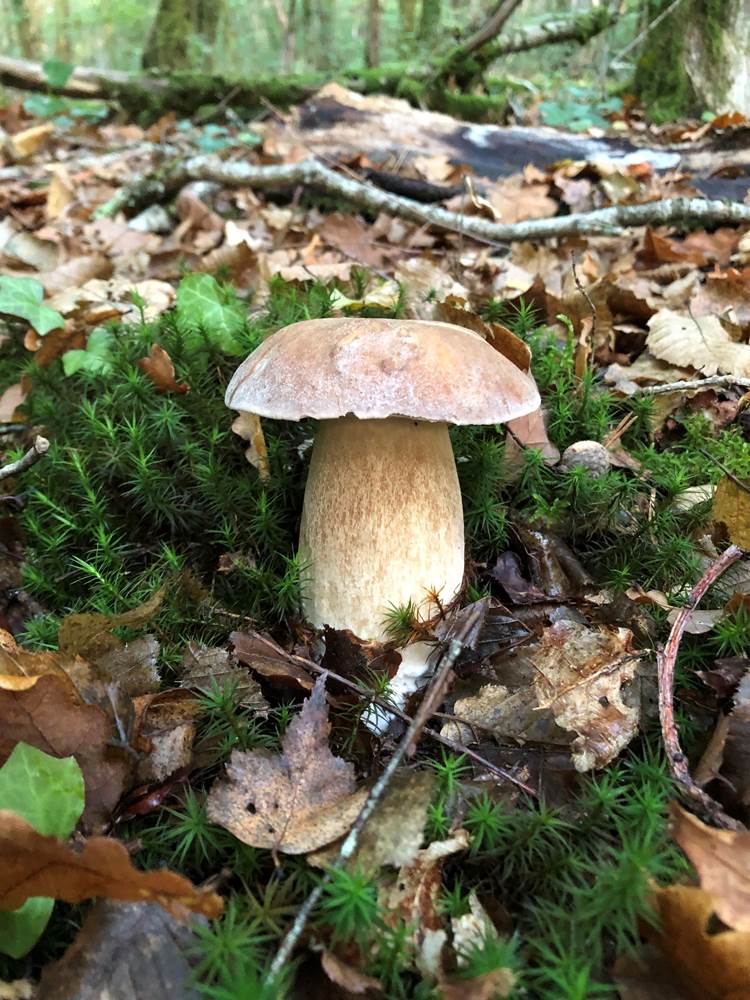 la nature est généreuse en Corrèze !-little-img-gallery