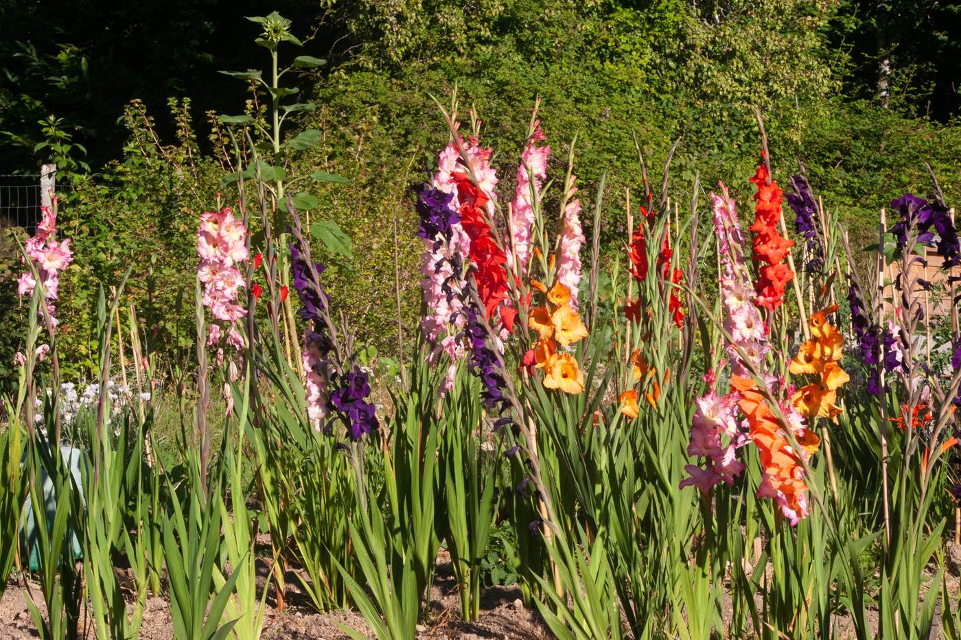 Jardin-little-img-gallery