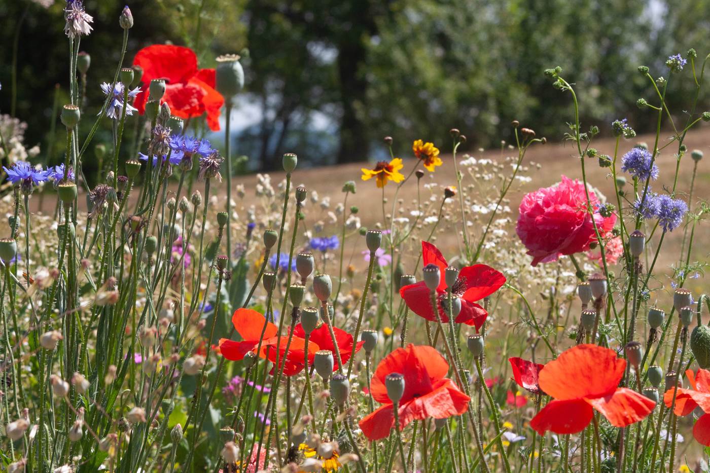 Jardin-little-img-gallery