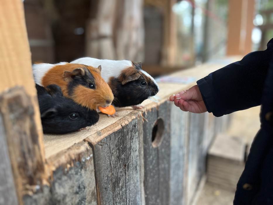 NOURRIR LES COCHONS D'INDE-gallery