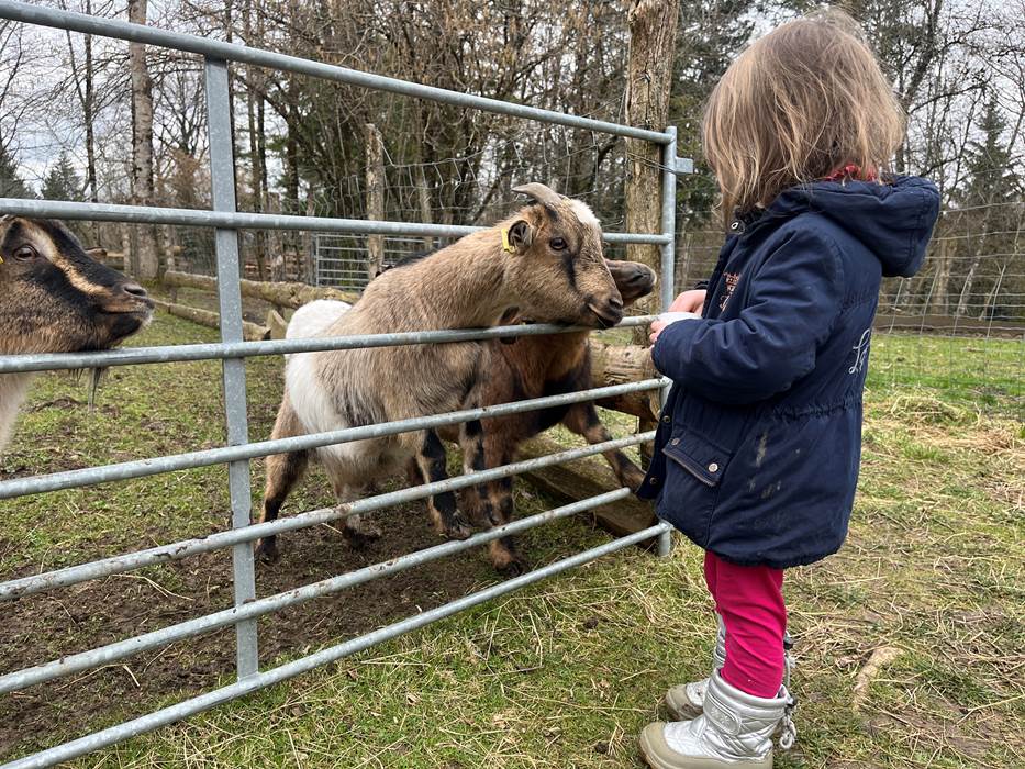 NOURRIR LES CHÉVRES-gallery