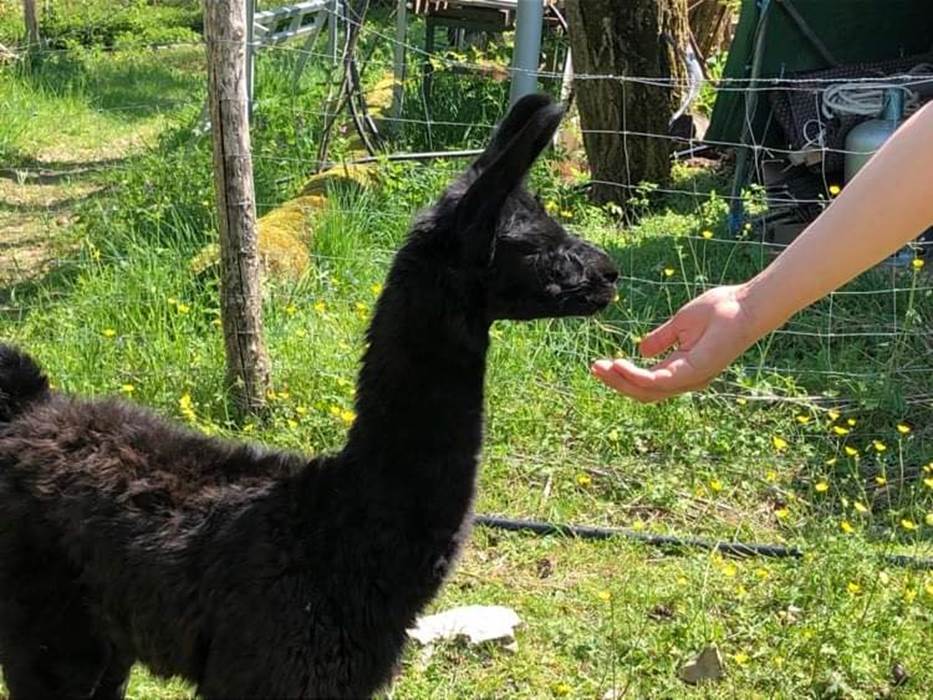 Laissez vous séduire - lama loisir Mamirolle-gallery