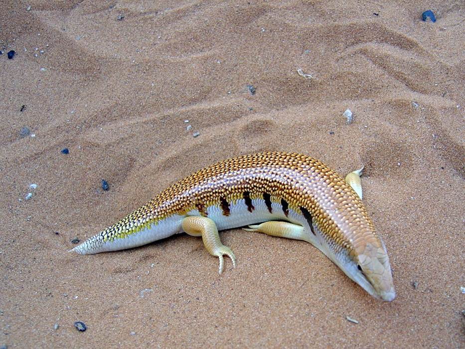 Poisson des sables-gallery