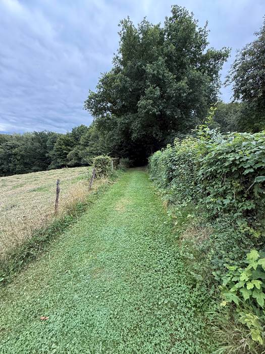 chmin tout vert derriere brasseur-gallery