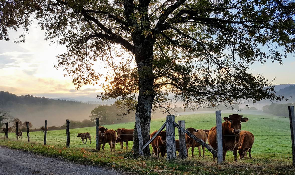 vaches curieuses et brumes d'automne Le Ranch des Lacs 87120-gallery