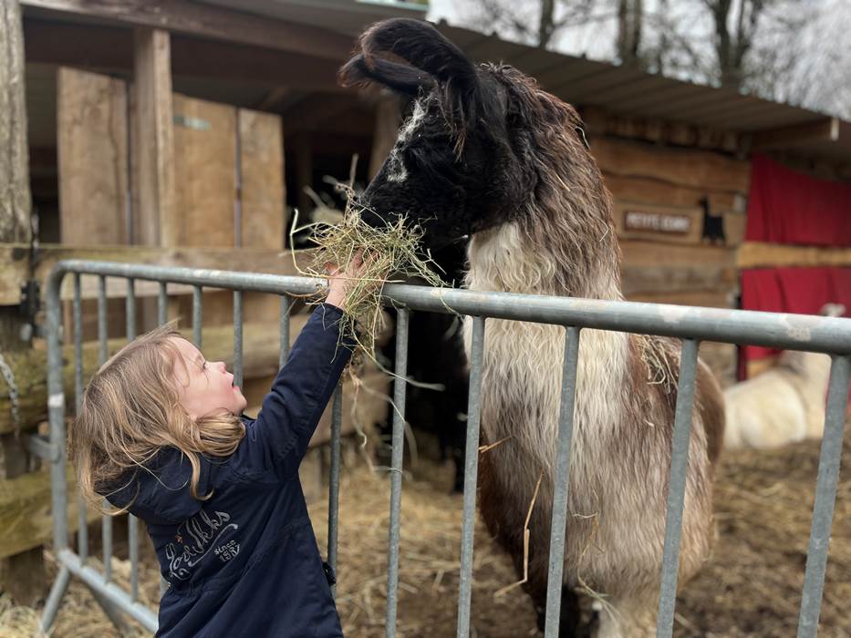 NOURRIR LES LAMAS-gallery