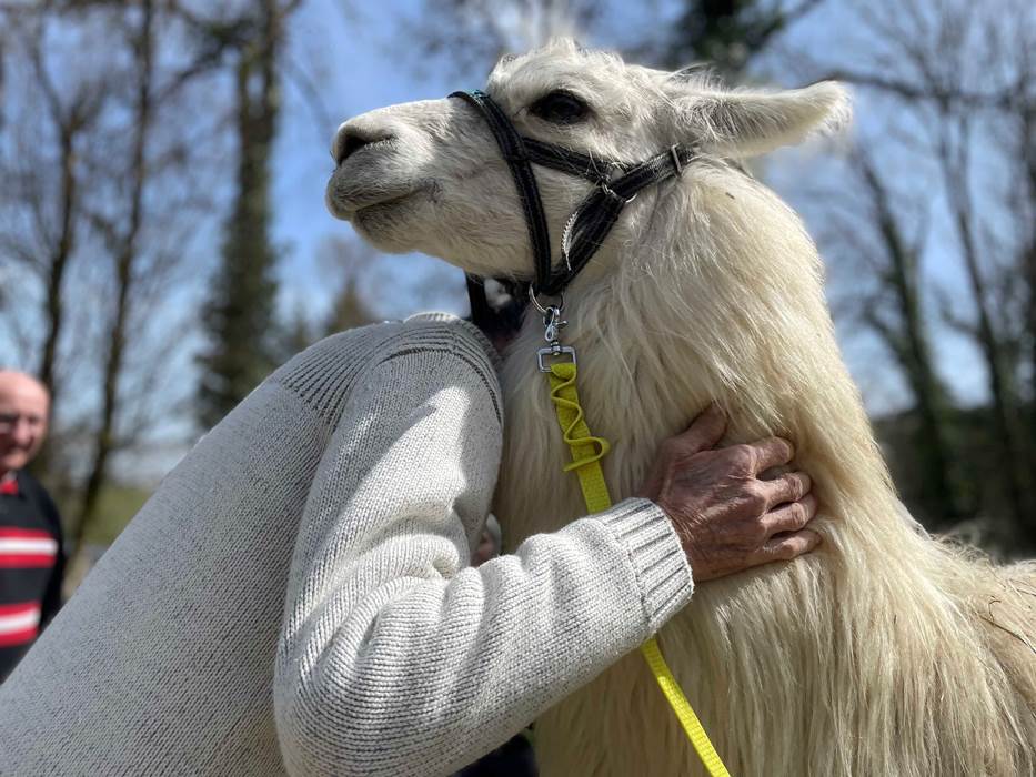 de la douceur lama-gallery