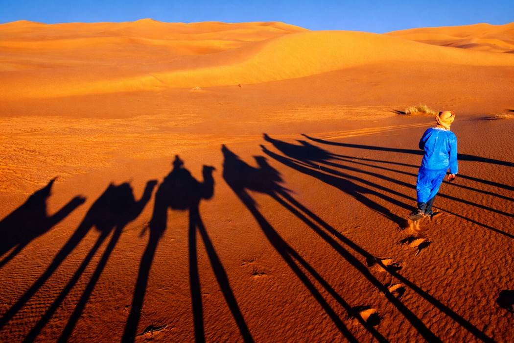 Ombre des dromadaires dans les dunes-gallery