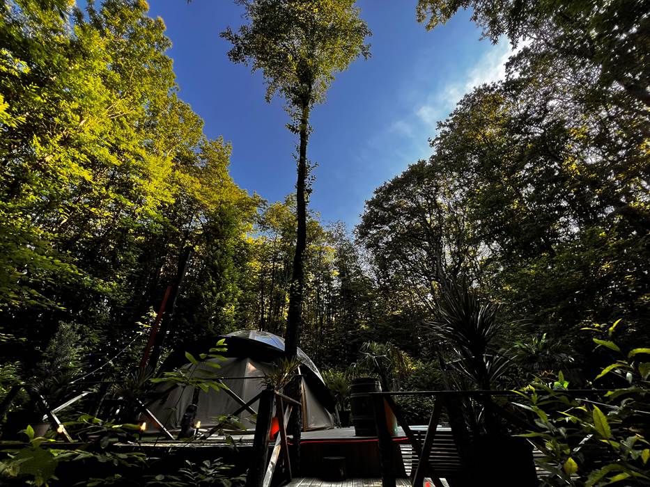 Bulle dans les bois-gallery