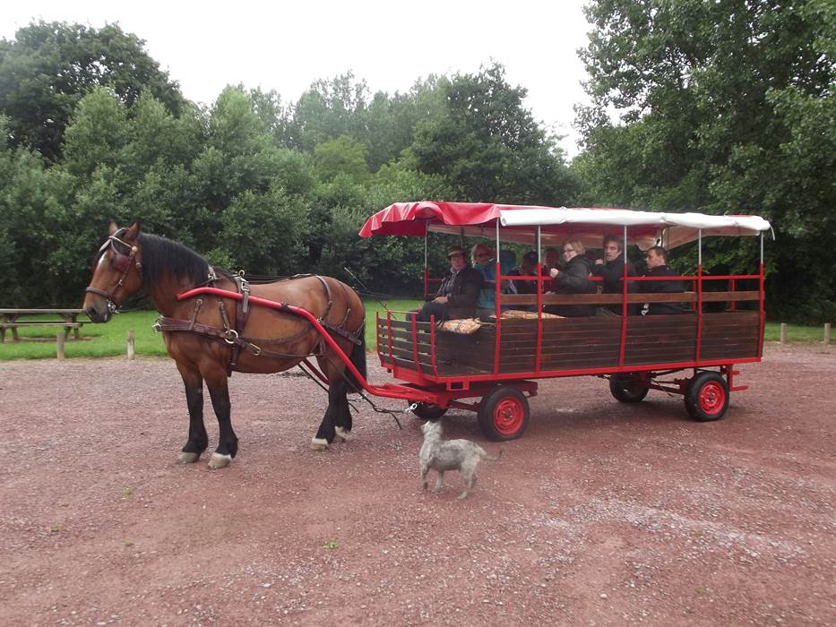 Attelage chariot tiré par une cob Normande