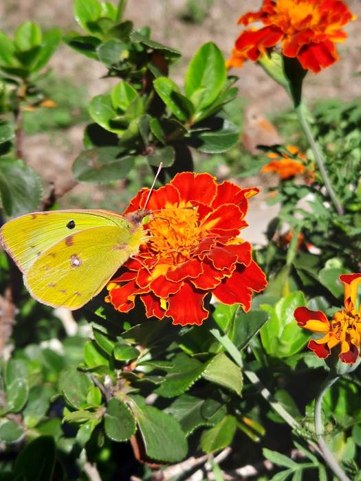 Au jardin