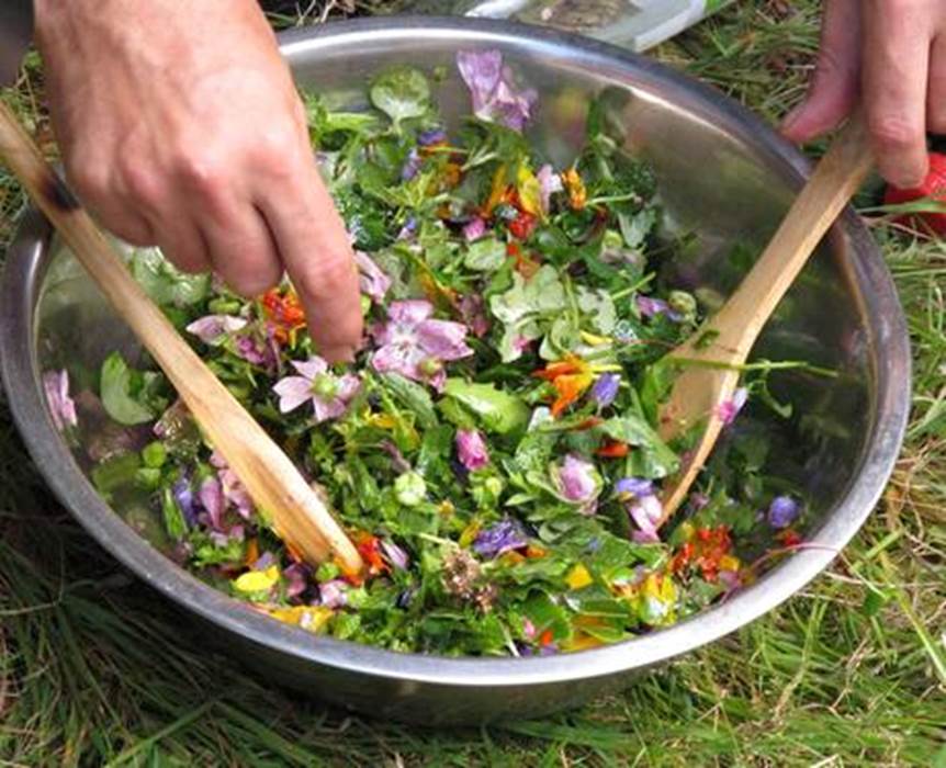plantes comestibles