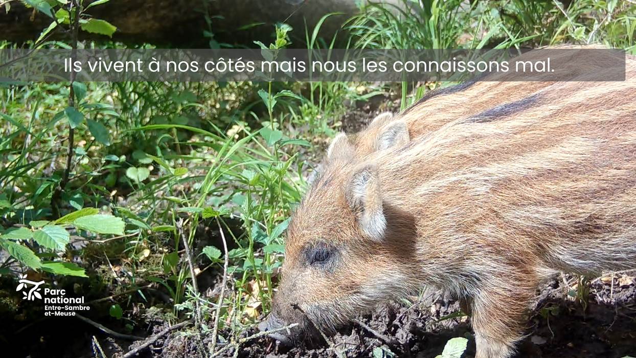 marcassin illustration