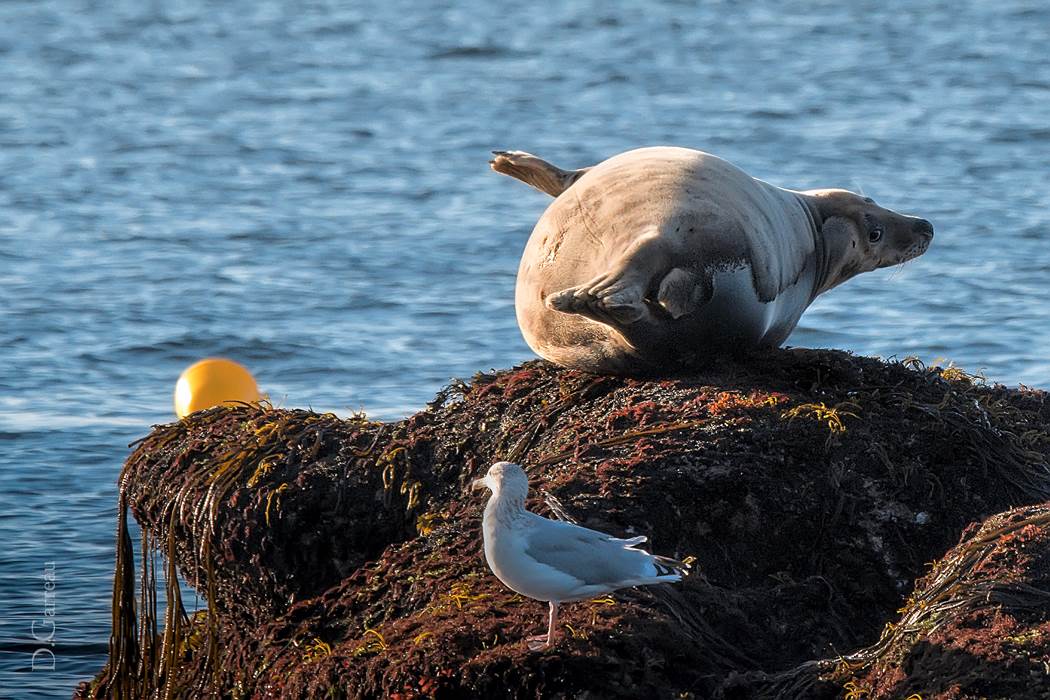 DSC_7289 - Phoque CC