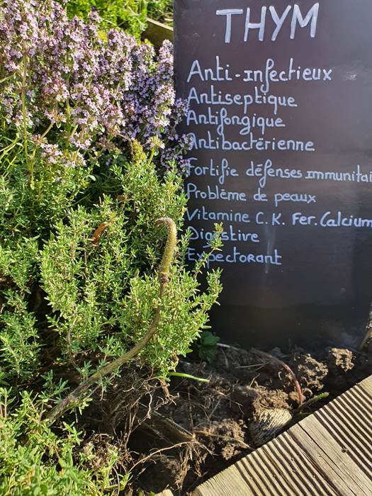 Notre jardin sans pesticides pour vos tisanes