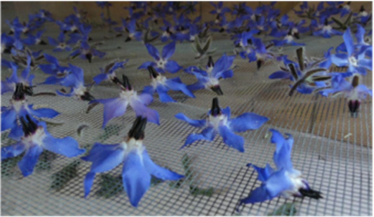 fleurs séchées bourrache