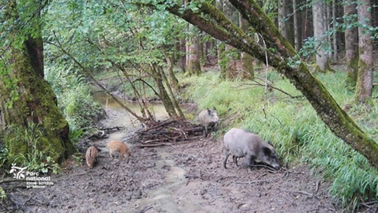 sanglier illustration (1)