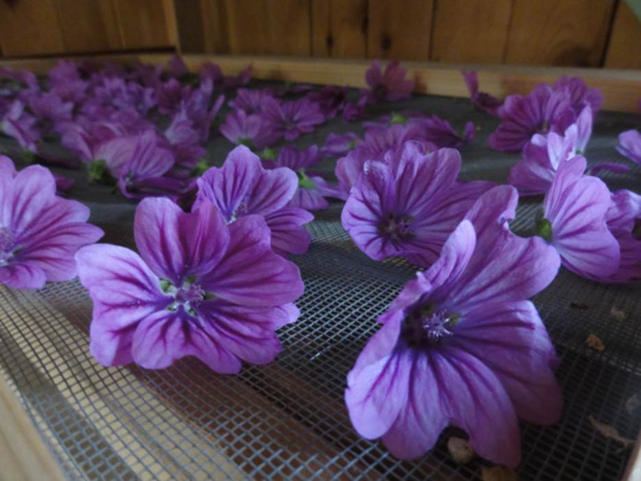fleurs séchées mauve