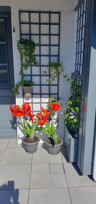 terrasse fleurie