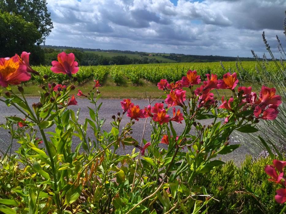 Vue sur les vignes