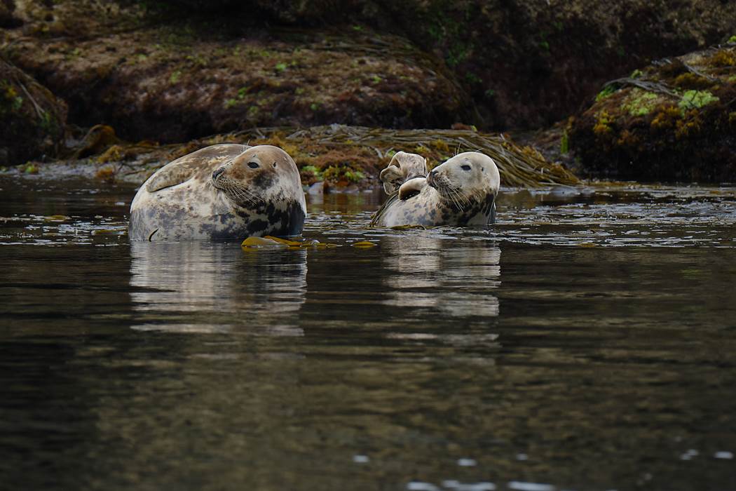 Au  plaisir de cette observation nature, vous apprendrez mille choses sur ces  animaux marins.