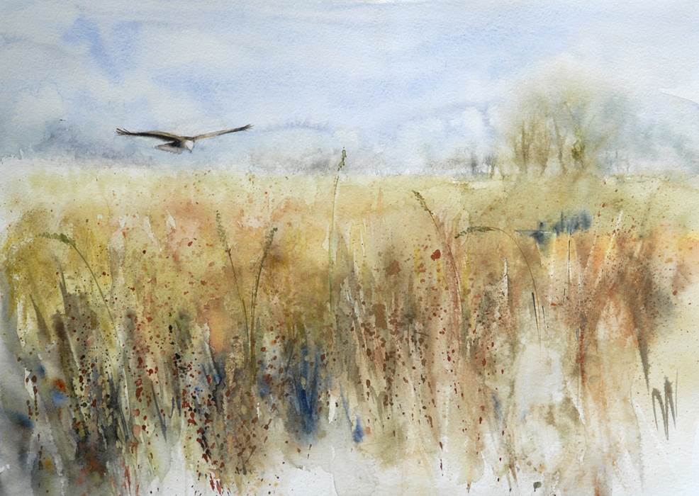 Fragment de temps_busard roseaux