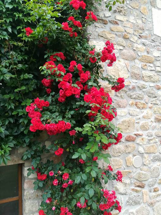 rosier rouge sur la façade en pierres