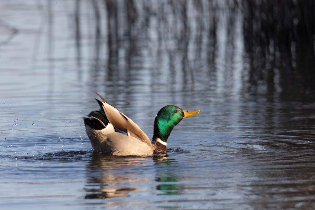 Canard Colvert