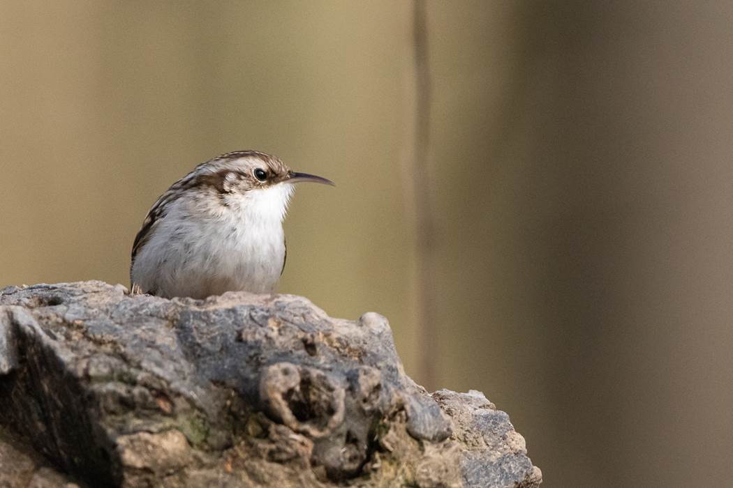 22.02.19- Grimpereau des jardins-Thomas Bosmans