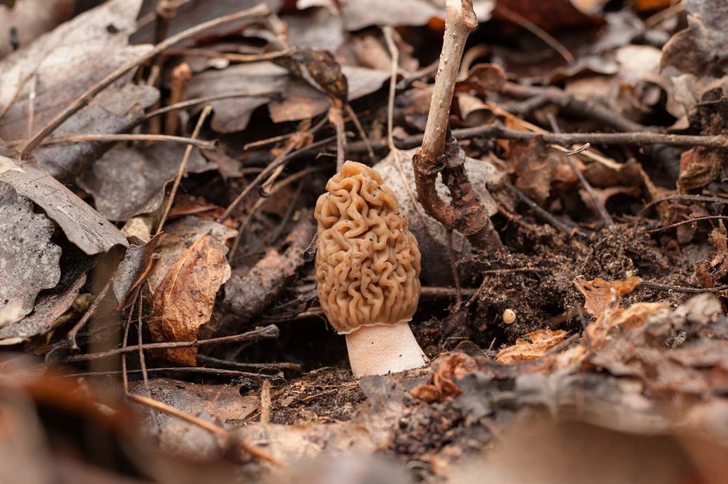 morille