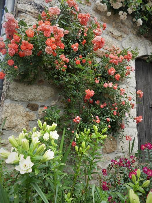 les rosiers habillent la façade