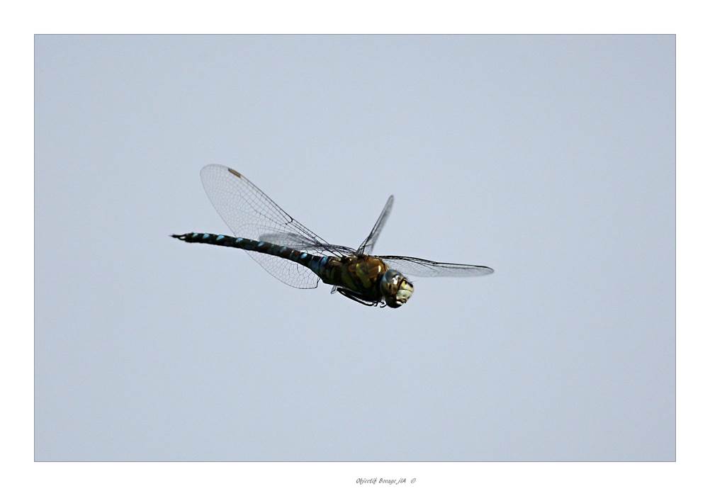 Aeschne Bleue ©Auffret Jean-Louis