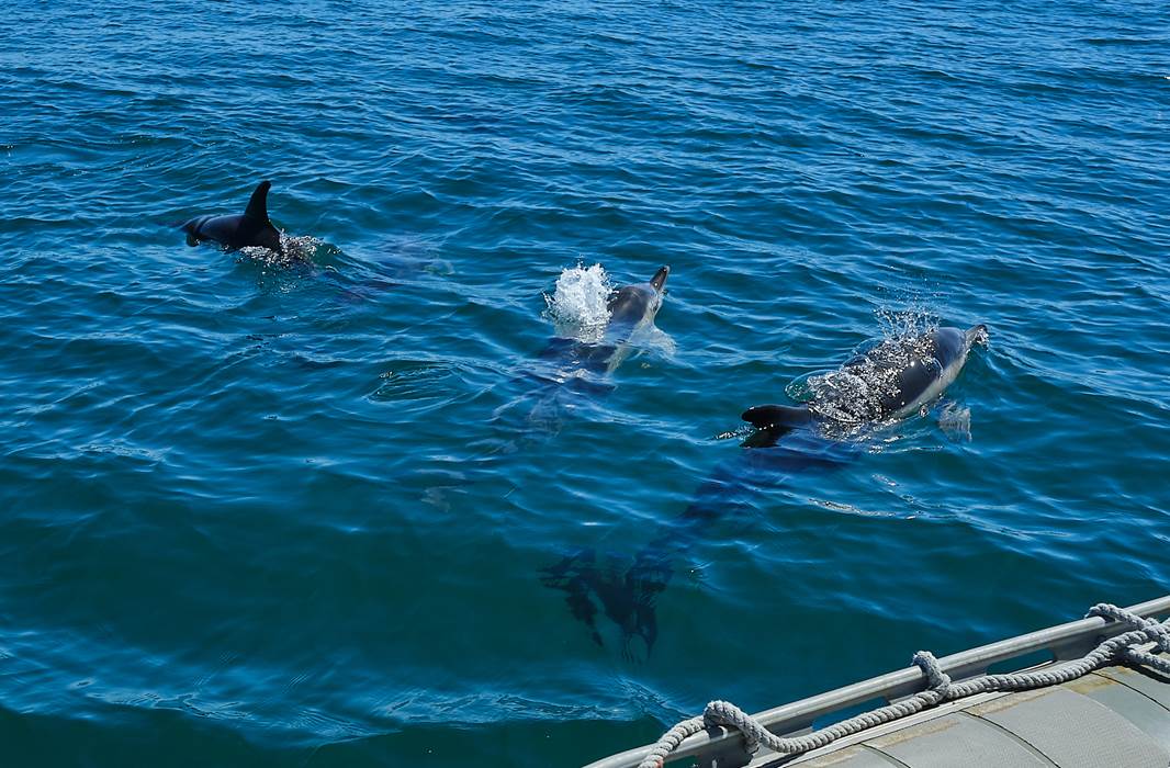 Les dauphins fidèles au rendez-vous